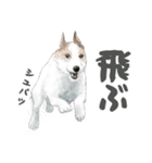 水彩画ジャックラッセルテリア（あるある）（個別スタンプ：7）