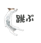 水彩画ジャックラッセルテリア（あるある）（個別スタンプ：8）