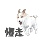 水彩画ジャックラッセルテリア（あるある）（個別スタンプ：10）