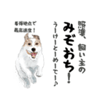 水彩画ジャックラッセルテリア（あるある）（個別スタンプ：11）
