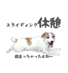 水彩画ジャックラッセルテリア（あるある）（個別スタンプ：12）