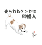 水彩画ジャックラッセルテリア（あるある）（個別スタンプ：13）