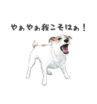 水彩画ジャックラッセルテリア（あるある）（個別スタンプ：14）
