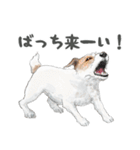 水彩画ジャックラッセルテリア（あるある）（個別スタンプ：16）