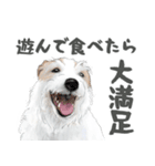 水彩画ジャックラッセルテリア（あるある）（個別スタンプ：20）