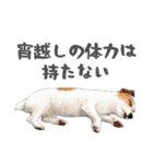 水彩画ジャックラッセルテリア（あるある）（個別スタンプ：21）