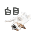 水彩画ジャックラッセルテリア（あるある）（個別スタンプ：22）