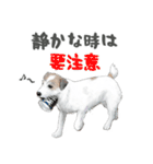 水彩画ジャックラッセルテリア（あるある）（個別スタンプ：23）