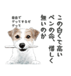 水彩画ジャックラッセルテリア（あるある）（個別スタンプ：24）