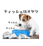 水彩画ジャックラッセルテリア（あるある）（個別スタンプ：25）
