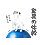 水彩画ジャックラッセルテリア（あるある）（個別スタンプ：26）