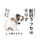 水彩画ジャックラッセルテリア（あるある）（個別スタンプ：31）