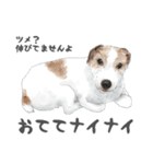 水彩画ジャックラッセルテリア（あるある）（個別スタンプ：32）
