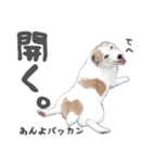 水彩画ジャックラッセルテリア（あるある）（個別スタンプ：33）