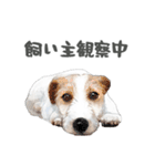 水彩画ジャックラッセルテリア（あるある）（個別スタンプ：34）