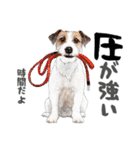 水彩画ジャックラッセルテリア（あるある）（個別スタンプ：35）