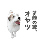 水彩画ジャックラッセルテリア（あるある）（個別スタンプ：36）