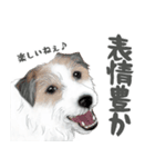 水彩画ジャックラッセルテリア（あるある）（個別スタンプ：37）