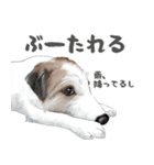水彩画ジャックラッセルテリア（あるある）（個別スタンプ：38）