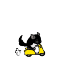 可愛いチンチラ、達磨くん/Black Velvet（個別スタンプ：1）