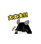 可愛いチンチラ、達磨くん/Black Velvet（個別スタンプ：5）