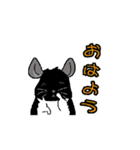 可愛いチンチラ、達磨くん/Black Velvet（個別スタンプ：8）