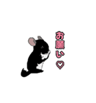 可愛いチンチラ、達磨くん/Black Velvet（個別スタンプ：15）