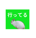 ユキ うさぎ いろいろ（個別スタンプ：2）