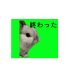 ユキ うさぎ いろいろ（個別スタンプ：5）