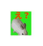 ユキ うさぎ いろいろ（個別スタンプ：6）
