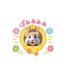 かわいいキンクマはむちゃんのスタンプ（個別スタンプ：1）