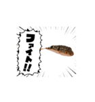 表情が読み取れないフグの稚魚スタンプ（個別スタンプ：1）