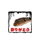 表情が読み取れないフグの稚魚スタンプ（個別スタンプ：4）