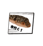 表情が読み取れないフグの稚魚スタンプ（個別スタンプ：5）