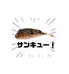 表情が読み取れないフグの稚魚スタンプ（個別スタンプ：11）