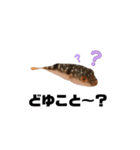 表情が読み取れないフグの稚魚スタンプ（個別スタンプ：13）