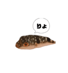 表情が読み取れないフグの稚魚スタンプ（個別スタンプ：14）