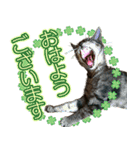 もなか ＆ まっちゃ（個別スタンプ：3）