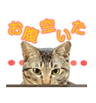 もなか ＆ まっちゃ（個別スタンプ：5）