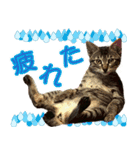 もなか ＆ まっちゃ（個別スタンプ：6）
