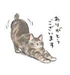 うちの子パステル麦わら猫！(にほんねこ)（個別スタンプ：1）