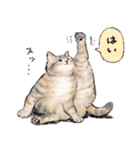 うちの子パステル麦わら猫！(にほんねこ)（個別スタンプ：3）
