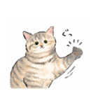 うちの子パステル麦わら猫！(にほんねこ)（個別スタンプ：4）