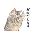 うちの子パステル麦わら猫！(にほんねこ)（個別スタンプ：5）