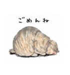 うちの子パステル麦わら猫！(にほんねこ)（個別スタンプ：7）