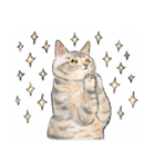うちの子パステル麦わら猫！(にほんねこ)（個別スタンプ：10）