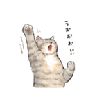 うちの子パステル麦わら猫！(にほんねこ)（個別スタンプ：12）