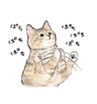 うちの子パステル麦わら猫！(にほんねこ)（個別スタンプ：13）