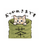 うちの子パステル麦わら猫！(にほんねこ)（個別スタンプ：16）