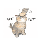 うちの子パステル麦わら猫！(にほんねこ)（個別スタンプ：19）